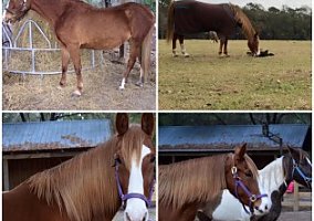 Molly (Tennessee Walking, Mare) in Ponce De Leon/ Defuniak Spring, FL
