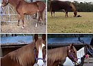 Tennessee Walking - Horse for Sale in Ponce De Leon/ Defuniak Spring, FL 32455 Tennessee Walking - Horse for Sale in Ponce De Leon/ Defuniak Spring, FL 32455