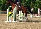 Thoroughbred - Horse for Sale in Louisville, OH 44641 Thoroughbred - Horse for Sale in Louisville, OH 44641