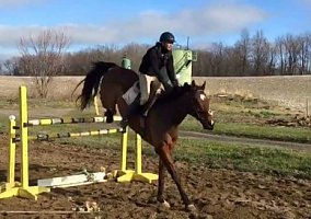 Thoroughbred (Thoroughbred, Gelding) in Louisville, OH