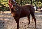 Jaylee - Mare in Springdale, AR Jaylee - Mare in Springdale, AR