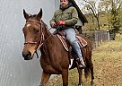 Rose - Mare in Springdale, AR Rose - Mare in Springdale, AR