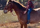 Mouse - Gelding in Glasgow, KY Mouse - Gelding in Glasgow, KY