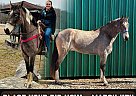 Tennessee Walking - Horse for Sale in Wellington, KY 65742