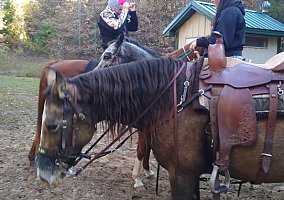 Tennessee Walking (Tennessee Walking, Mare) in Clayton, MI