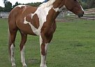 Paint - Horse for Sale in Republic, WA 99166