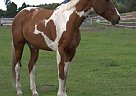 Paint - Horse for Sale in Republic, WA 99166 Paint - Horse for Sale in Republic, WA 99166