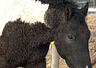 Bashkir Curly - Horse for Sale in Republic, WA 99166 Bashkir Curly - Horse for Sale in Republic, WA 99166