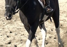 Curly (Curly, Mare) in Republic, WA