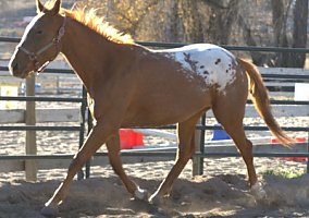 Warmblood (Warmblood, Mare) in Republic, WA
