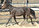 Half Arabian - Horse for Sale in Republic, WA 99166