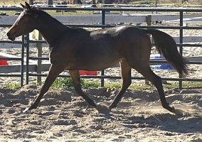 Arabian (Arabian, Mare) in Republic, WA