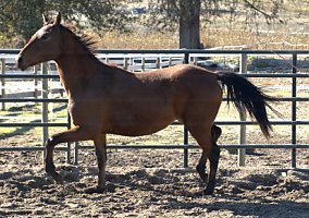 Warmblood (Warmblood, Mare) in Republic, WA