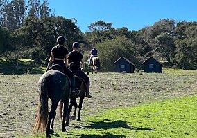 Andalusian / PRE (Andalusian / PRE, Gelding) in Santa Cruz, CA