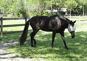 Beautiful 17yr Reg.Peruvian Paso Gelding Peruvian Paso Stallion