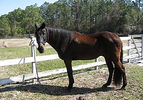 Peruvian Horse (Peruvian Horse, Stallion) in Tarpon Springs, FL