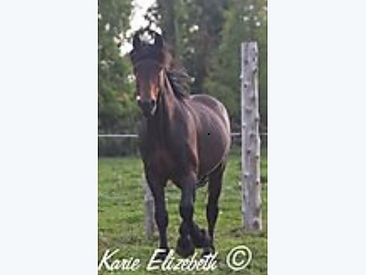 Cleveland Bay At Stud
