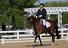 Deblasio Oldenburg Gelding