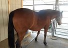 Quarter Horse - Horse for Sale in Apache Junction, AZ 85119