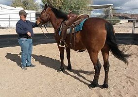 Quarter Horse (Quarter Horse, Gelding) in Apache Junction, AZ