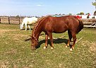 Fjord - Horse for Sale in CALIXA-LAVALLÉE, QC J0L1A0