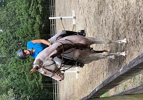 Paint (Paint, Mare) in Hollywood, SC
