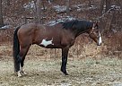 Bkston - Stallion in Stewartstown, PA