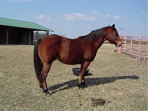 Good Strong Gelding