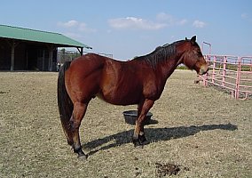 Good Strong Gelding Quarter Horse Stallion