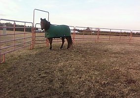 Quarter Horse (Quarter Horse, Stallion) in Henderson, NC