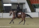 Great All Around Horse Quarter Horse Mare