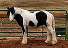 Gypsy Vanner Stallion for Sale in Westminster, Colorado Gypsy Vanner Stallion for Sale in Westminster, Colorado