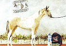 Homozygous Pinto/ Twice World Ch... Saddlebred Stallion