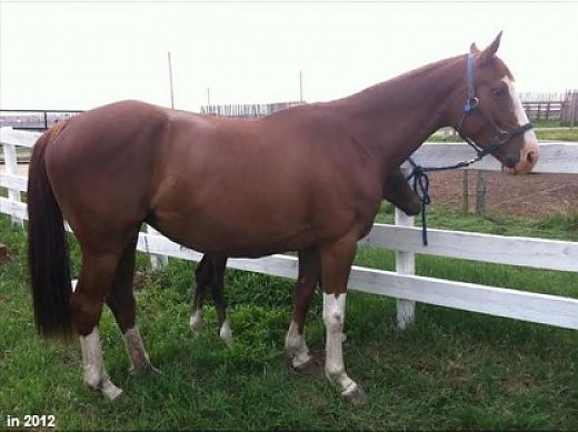 Impeccably Bred Hunter/Jumper Broodmare