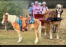 Haflinger - Horse for Sale in Kentwood, LA 65742