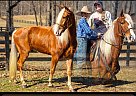 Tennessee Walking - Horse for Sale in Bowling Green, KY 42122