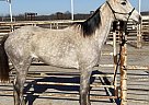 Spirit - Mare in Cedar Hill, TX Spirit - Mare in Cedar Hill, TX