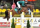 Holsteiner Stallion By Baracuda Astil L