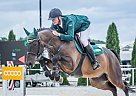 Westphalian Gelding By Spiderman Tsingtao L