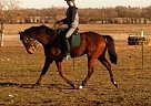 Stunning Bay Thoroughbred Thoroughbred Stallion