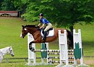 1st Level Dressage/BN Jumper Quarter Horse Mare