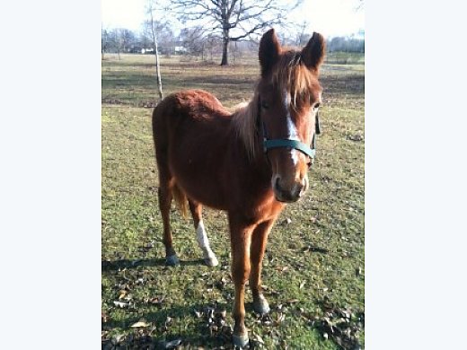 Attention Loving Pony