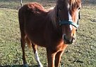 Quarter Pony - Horse for Sale in Downsville, LA 71234 Quarter Pony - Horse for Sale in Downsville, LA 71234