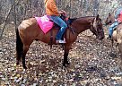 Quarter Horse - Horse for Sale in Sebeka, MN 56477 Quarter Horse - Horse for Sale in Sebeka, MN 56477