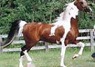 Color Of Fame son World Ch At St... Saddlebred Stallion