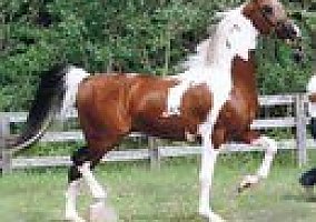 Color Of Fame Sontwice World Ch At Stud Arabian Stallion