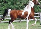 Color Of Fame Sontwice World Ch ... Arabian Stallion