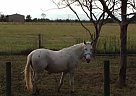 Appaloosa - Horse for Sale in Brookshire, TX 77423