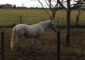 Dyna (Appaloosa, Mare) in Brookshire, TX