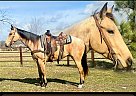 Quarter Horse - Horse for Sale in Willow Springs, MO 65793